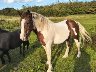 2 års vallak, ca. 142 cm i stang