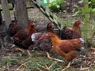 Dværg Wyandott høner