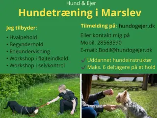 Hundetræning i Marslev 5290