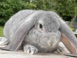 FRANSK VÆDDER HUN CHINCHILLA