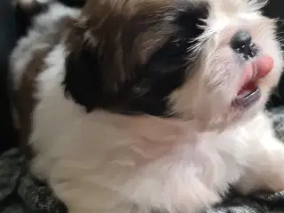 Pekingeser piger