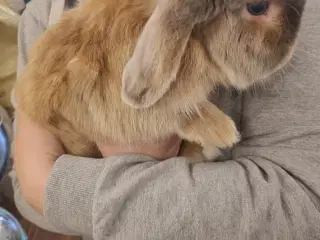 Mini lop han 