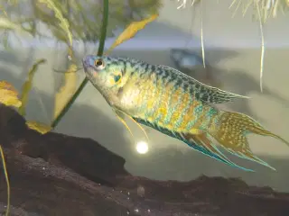 Paradis fisk sælges