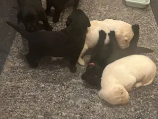 Labrador hvalpe