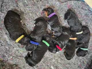 Springer Doodle hvalpe