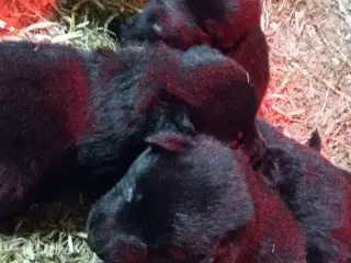 Schæfer hvalpe sorte DKK