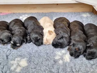 Smukke Bichon Havanais hvalpe