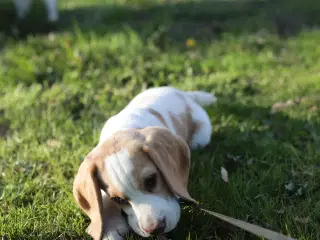 Beagle dreng