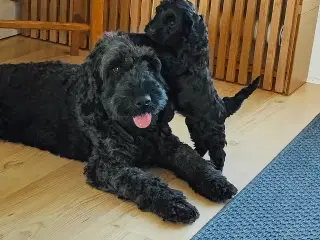 Hundehvalp doodle blanding 