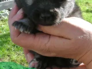 Keeshond hvalpe