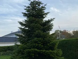 Stort juletræ fra privathave