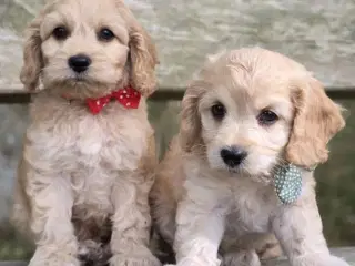 Amerikanske Cockapoo hvalpe