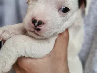 Jack russell terrier hvalpe