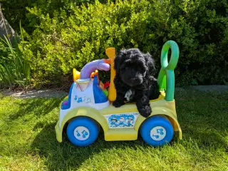 Rumle og børste - Maltipoo