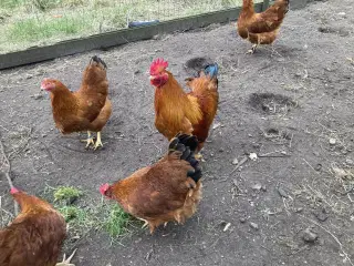 Rugeæg fra racehøns