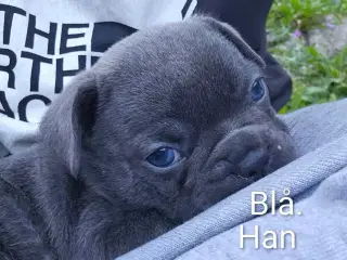 Fransk  Bulldog 