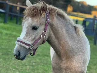 Hoppe føl skimmel holsteiner/haflinger