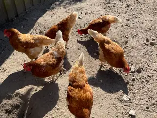 Høns 