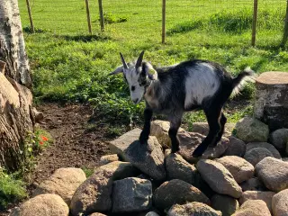 Afrikans bjerg gedebuk kasterere fra maj 24 tam 