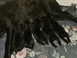 Formel 1 labradorhvalpe 