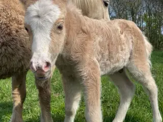 Palomino hingste føl