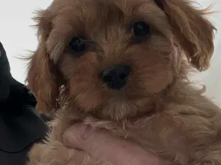 Cavapoo
