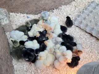 Livskraftige Daggamle Grønlæggerkyllinger