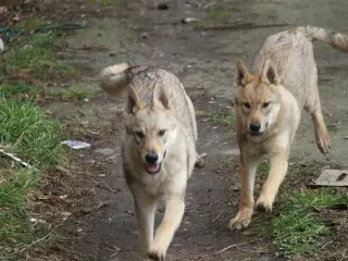tjekkoslovakisk ulvehund hvalpe Sælges