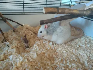 Tamrotter (4 Drenge),(2 Piger)