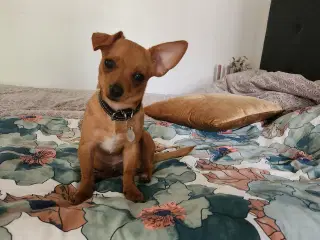 Chihuahua blanding