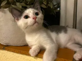 Sally leder efter kærligt hjem