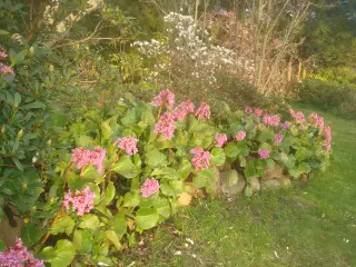 Kæmpestenbræk STAUDE, flotte planter
