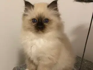 Hellig Birma killinger m stamtavle 