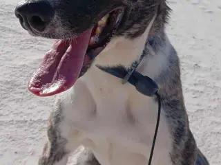 Luna søger trænings buddy