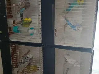 6 engelske undulater