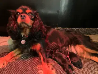 Cavapoo f1.  