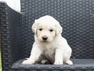 Utrolig dejlige Golden retriever søger hjem 