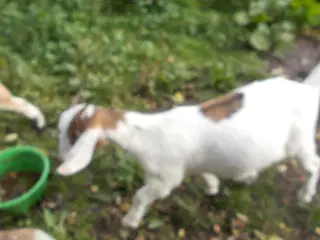 boergimmerkid