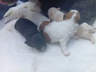 bichon hvalpe soger nye hjem