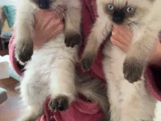 Ragdoll killinger 
