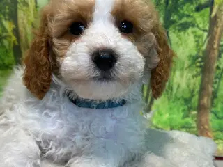 Cavapoo Rejseklar 
