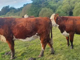 Hereford Kvier sælges