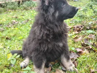 Finsk lapphund / langhåret schæfer hvalpe