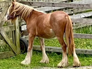MINI irish cob hoppeplag 