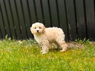 Cockapoo   Hvalpe