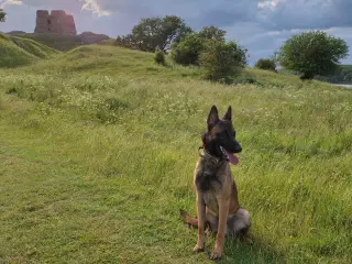 Malinois modtages til erfaren hjem 👇🏻