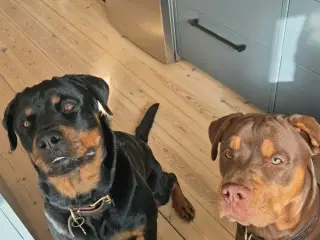 Kommende Rottweiler/Mastiff hvalpe søger nye hjem.