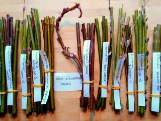 Julegaveidé til bier og insekter....