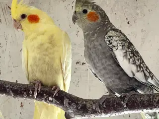 Nymfeparakitter