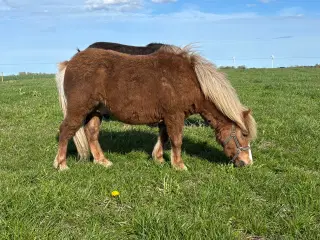 Sød og rolig 1 års hingst 